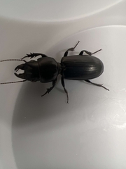 Scarites subterraneus