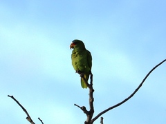 Amazona albifrons