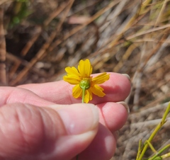 Thelesperma filifolium
