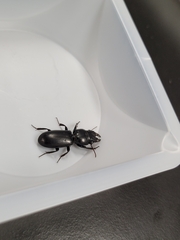 Scarites subterraneus