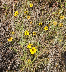 Thelesperma filifolium