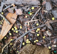 Leucocoprinus birnbaumii image