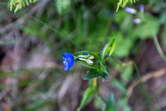 Commelina