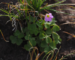 Oxalis metcalfei
