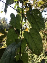 Gonolobus suberosus