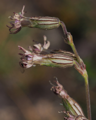 Silene scouleri pringlei