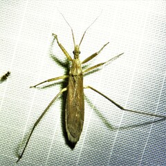 Pygolampis pectoralis