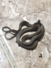 Tantilla melanocephala