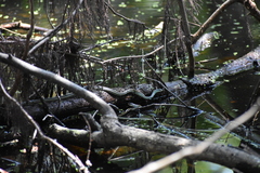 Thamnophis proximus orarius