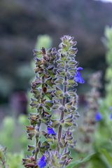 Salvia amarissima