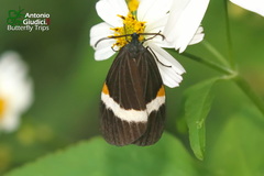 Pidorus albifascia