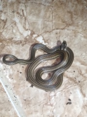 Tantilla melanocephala