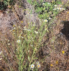 Boltonia asteroides