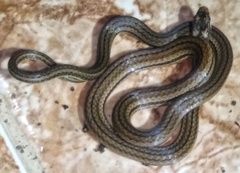 Tantilla melanocephala