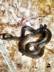 Tantilla melanocephala