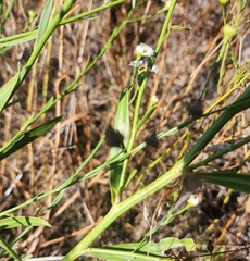 Boltonia asteroides