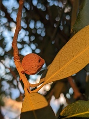 Disholcaspis cinerosa