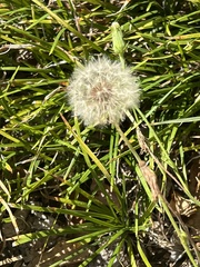 Taraxacum erythrospermum