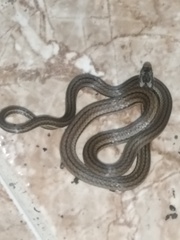 Tantilla melanocephala