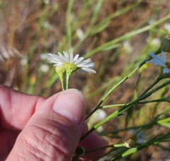 Boltonia asteroides