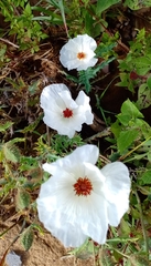 Argemone platyceras