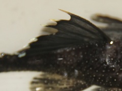 Ancistrus dolichopterus