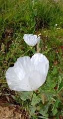 Argemone platyceras