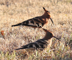 Upupa epops africana