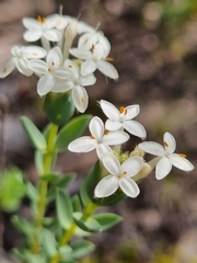 Pimelea glauca