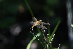 Libellula semifasciata