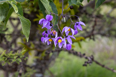 Solanum dulcamaroides