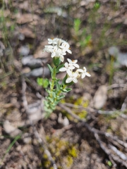 Pimelea glauca