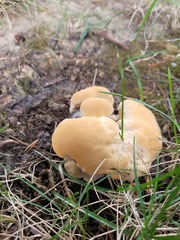 Climacocystis borealis