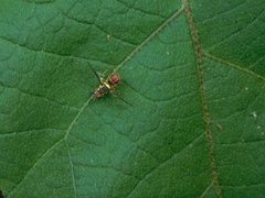 Bactrocera dorsalis