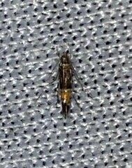 Cosmopterix pulchrimella
