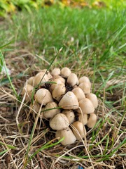 Coprinopsis atramentaria
