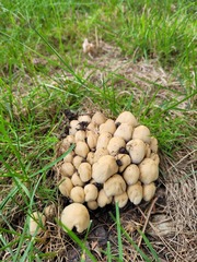 Coprinopsis atramentaria