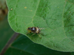 Eristalinus