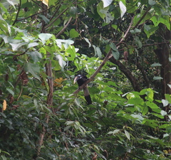 Anorrhinus galeritus