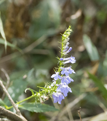 Lobelia amoena