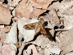 Poecilanthrax arethusa