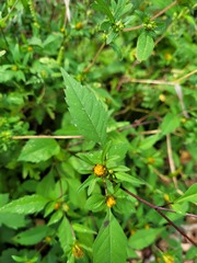 Bidens frondosa