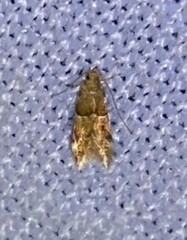 Theisoa constrictella