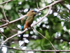 Eumomota superciliosa