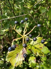 Viburnum recognitum
