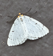 Cingilia catenaria