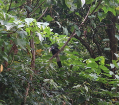 Anorrhinus galeritus