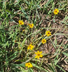Thelesperma filifolium