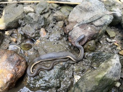 Regina septemvittata