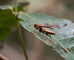 Polistes versicolor